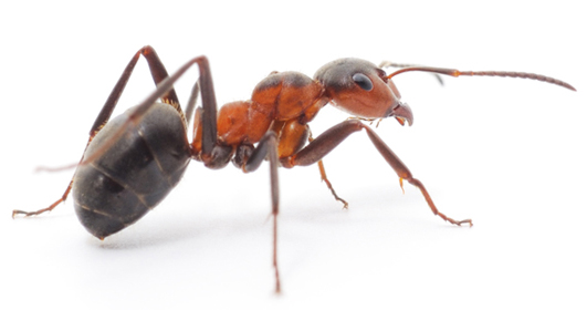 insect-img