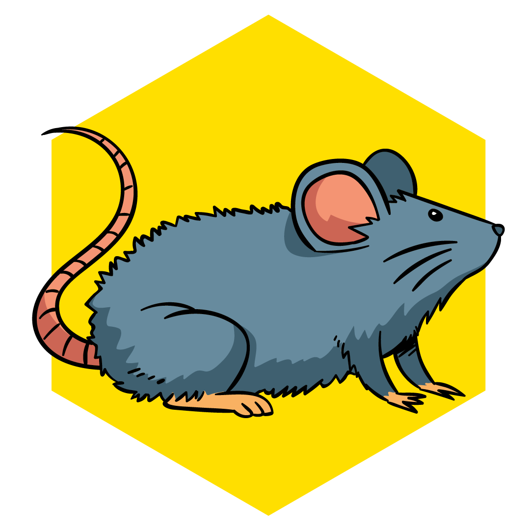 rat