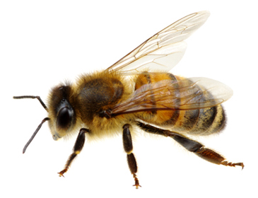 honey-bees