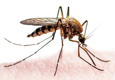 mosqutio