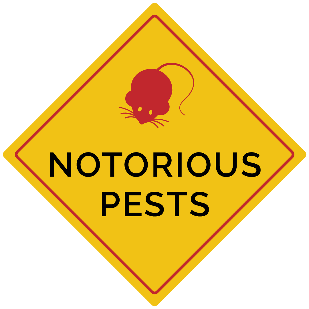 rat-tag