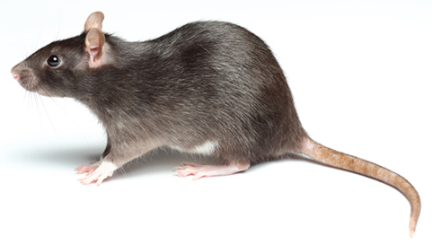rat