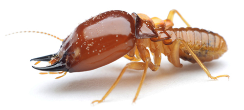 termites