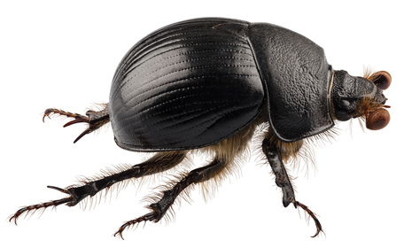 wood-borer